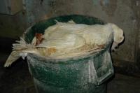 Duck killed by foie gras production