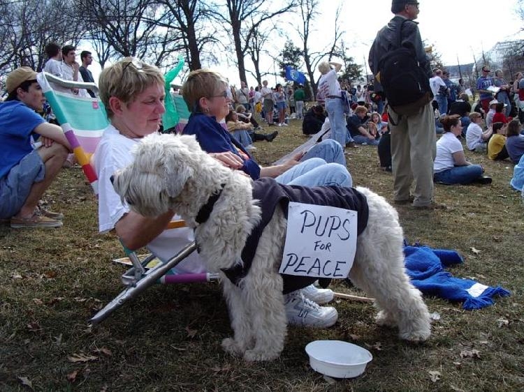 pups for peace...