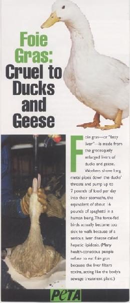 PETA literature dist...