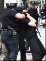 bush protest filled with wild pigs and dogs
