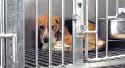 Protesters oppose Iams' cruel tests on dogs and cats