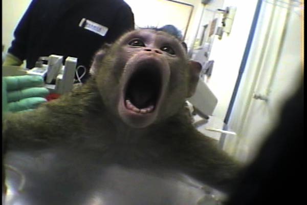 Non-Animal Testing A...
