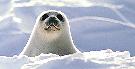 MORE LOS ANGELES AREA RESTAURANTS JOIN SEAFOOD BOYCOTT TO PROTECT SEALS
