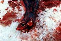 DEAD BABY SEAL LEFT ...