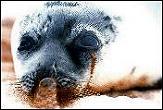 SEAL PUP CHOKING ON ...