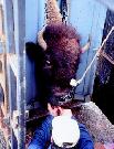 Urgent call for volunteers to help defend the Last Wild Buffalo in The U.S.