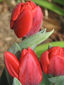 Spring Flowers along...