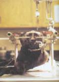 Hillary Clinton wants to double animal torture monies at NIH
