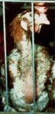 2 Million PETA members win with KFC Canada.. Help KFC US Cave