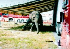 Shrine Circus & Giant Eagle: Consistent Partners in Animal Cruelty