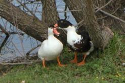 Toast Restaurant Commits to Stop Selling Foie Gras