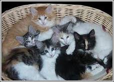 Siamese Kittesn...