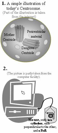 Centrioles that are ...