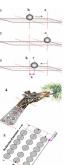 Evolution developing from the Resultant of Vectors