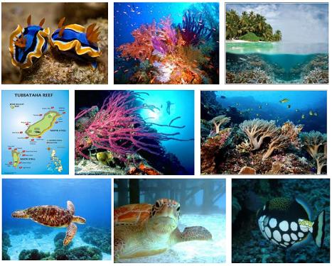 Tubbataha Reef...